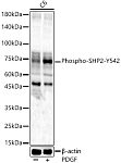 Western blot - Phospho-SHP2-Y542 Rabbit pAb (AP0267)