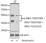 Western blot - Phospho-JNK1-T183/Y185 + JNK2-T183/Y185 + JNK3-T221/Y223 Rabbit pAb (AP0276)