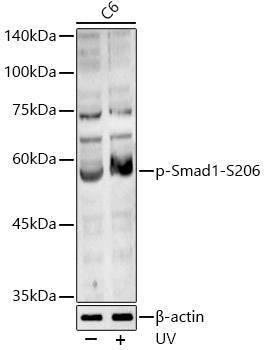 Phospho-Smad1-S206 Rabbit pAb