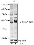 Western blot - Phospho-Smad1-S206 Rabbit pAb (AP0295)
