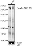 Western blot - Phospho-ACC1-S79 Rabbit pAb (AP0298)