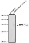 Western blot - Phospho-EGFR-Y1068 Rabbit pAb (AP0301)