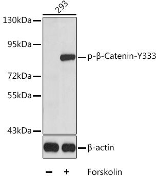 Phospho-β-Catenin-Y333 Rabbit pAb