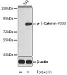 Western blot - Phospho-β-Catenin-Y333 Rabbit pAb (AP0337)