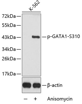 Phospho-GATA1-S310 Rabbit pAb