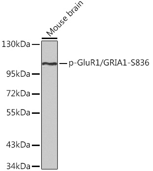 Phospho-GluR1/GRIA1-S836 Rabbit pAb
