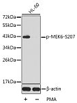 Western blot - Phospho-MEK6-S207 Rabbit pAb (AP0393)