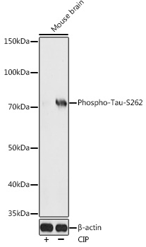 Phospho-Tau-S262 Rabbit pAb