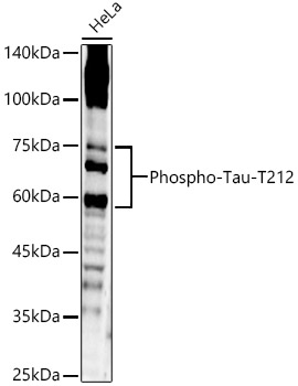 Phospho-Tau-T212 Rabbit pAb