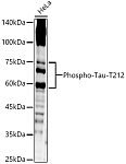 Western blot - Phospho-Tau-T212 Rabbit pAb (AP0400)