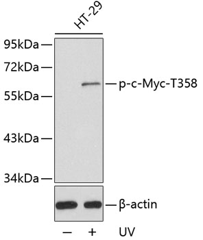 Phospho-c-Myc-T358 Rabbit pAb