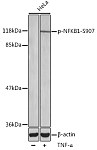 Western blot - Phospho-NFKB1-S907 Rabbit pAb (AP0416)