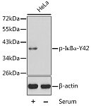 Western blot - Phospho-IκBα-Y42 Rabbit pAb (AP0420)