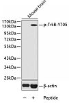 Western blot - Phospho-TrkB-Y705 Rabbit pAb (AP0423)
