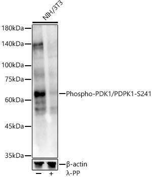 Phospho-PDK1/PDPK1-S241 Rabbit pAb