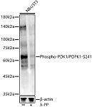 Western blot - Phospho-PDK1/PDPK1-S241 Rabbit pAb (AP0426)