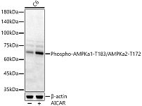 Western blot - Phospho-AMPKa1-T183/AMPKa2-T172 Rabbit pAb (AP0432)