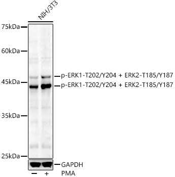 Phospho-ERK1-T202/Y204 + ERK2-T185/Y187 Rabbit pAb