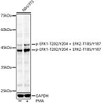 Western blot - Phospho-ERK1-T202/Y204 + ERK2-T185/Y187 Rabbit pAb (AP0472)