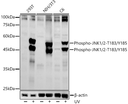 Phospho-JNK1/2-T183/Y185 Rabbit pAb