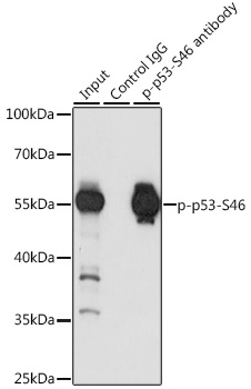 Phospho-p53-S46 Rabbit pAb