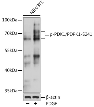 Phospho-PDK1/PDPK1-S241 Rabbit pAb