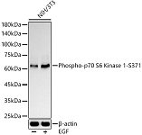 Western blot - Phospho-p70 S6 Kinase 1-S371 Rabbit pAb (AP0482)