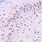Western blot - Phospho-ERK1-T202 + ERK2-T185 Rabbit mAb (AP0485)