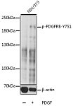 Western blot - Phospho-PDGFRB-Y751 Rabbit pAb (AP0493)