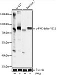 Western blot - Phospho-PKC delta-Y311 Rabbit pAb (AP0496)