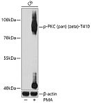 Western blot - Phospho-PKC (pan) (zeta)-T410 Rabbit pAb (AP0520)