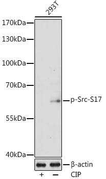 Phospho-Src-S17 Rabbit pAb