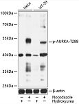 Western blot - Phospho-AURKA-T288 Rabbit pAb (AP0523)