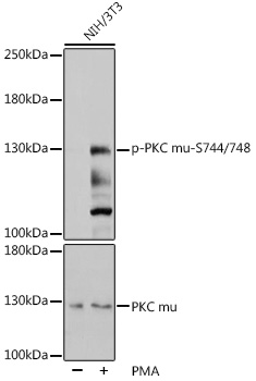 Phospho-PKC mu-S744/748 Rabbit pAb