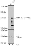 Western blot - Phospho-PKC mu-S744/748 Rabbit pAb (AP0534)