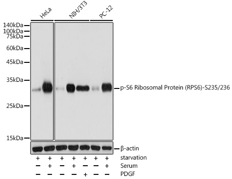 Phospho-S6 Ribosomal Protein (RPS6)-S235/236 Rabbit pAb