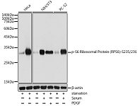 Western blot - Phospho-S6 Ribosomal Protein (RPS6)-S235/236 Rabbit pAb (AP0538)