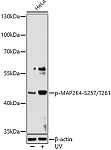 Western blot - Phospho-MAP2K4-S257/T261 Rabbit pAb (AP0541)