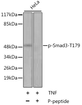 Phospho-Smad3-T179 Rabbit pAb