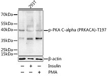 Western blot - Phospho-PKA C-alpha (PRKACA)-T197 Rabbit pAb (AP0557)