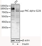 Western blot - Phospho-PKC alpha-S226 Rabbit pAb (AP0559)