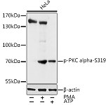 Western blot - Phospho-PKC alpha-S319 Rabbit pAb (AP0560)