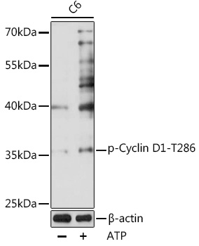 Phospho-Cyclin D1-T286 Rabbit pAb