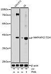 Western blot - Phospho-MAPKAPK-2/MK2-T334 Rabbit pAb (AP0588)