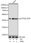 Western blot - Phospho-STK11-S334 Rabbit pAb (AP0601)