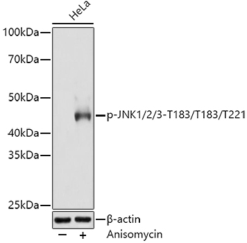 Phospho-JNK1/2/3-T183/T183/T221 Rabbit monoclonal antibody