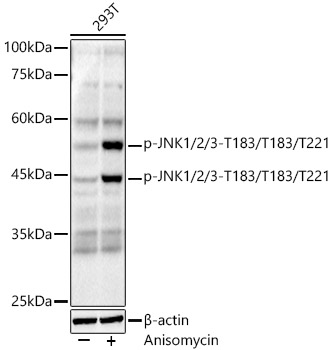 Phospho-JNK1/2/3-T183/T183/T221 Rabbit monoclonal antibody