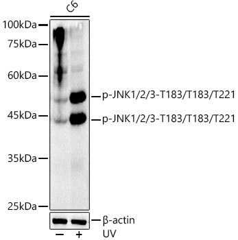Phospho-JNK1/2/3-T183/T183/T221 Rabbit monoclonal antibody