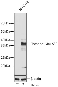 Phospho-IK KappaBA Alpha-S32 Rabbit monoclonal antibody