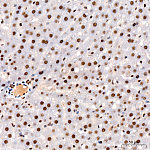Western blot - Phospho-STAT3-S727 Rabbit mAb (AP0715)